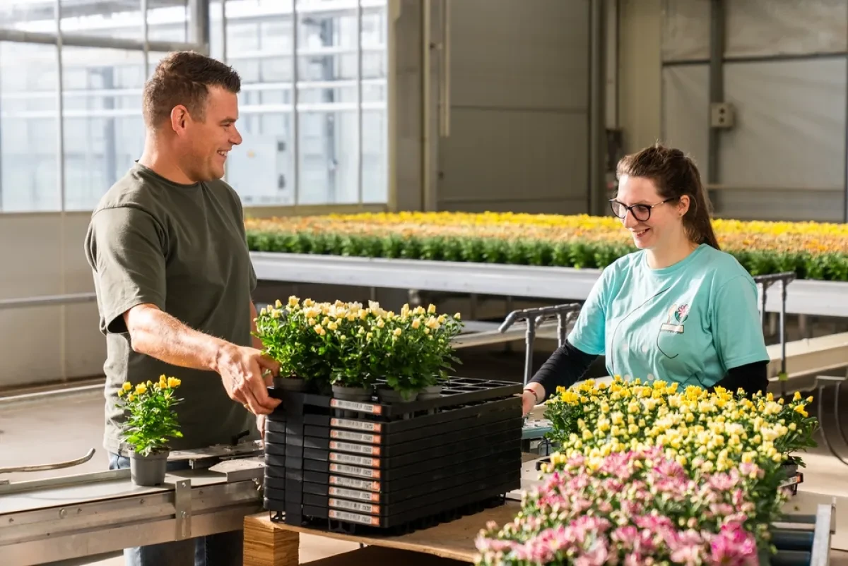 Two Royal Flora Holland workers handling trays of flowers in a greenhouse