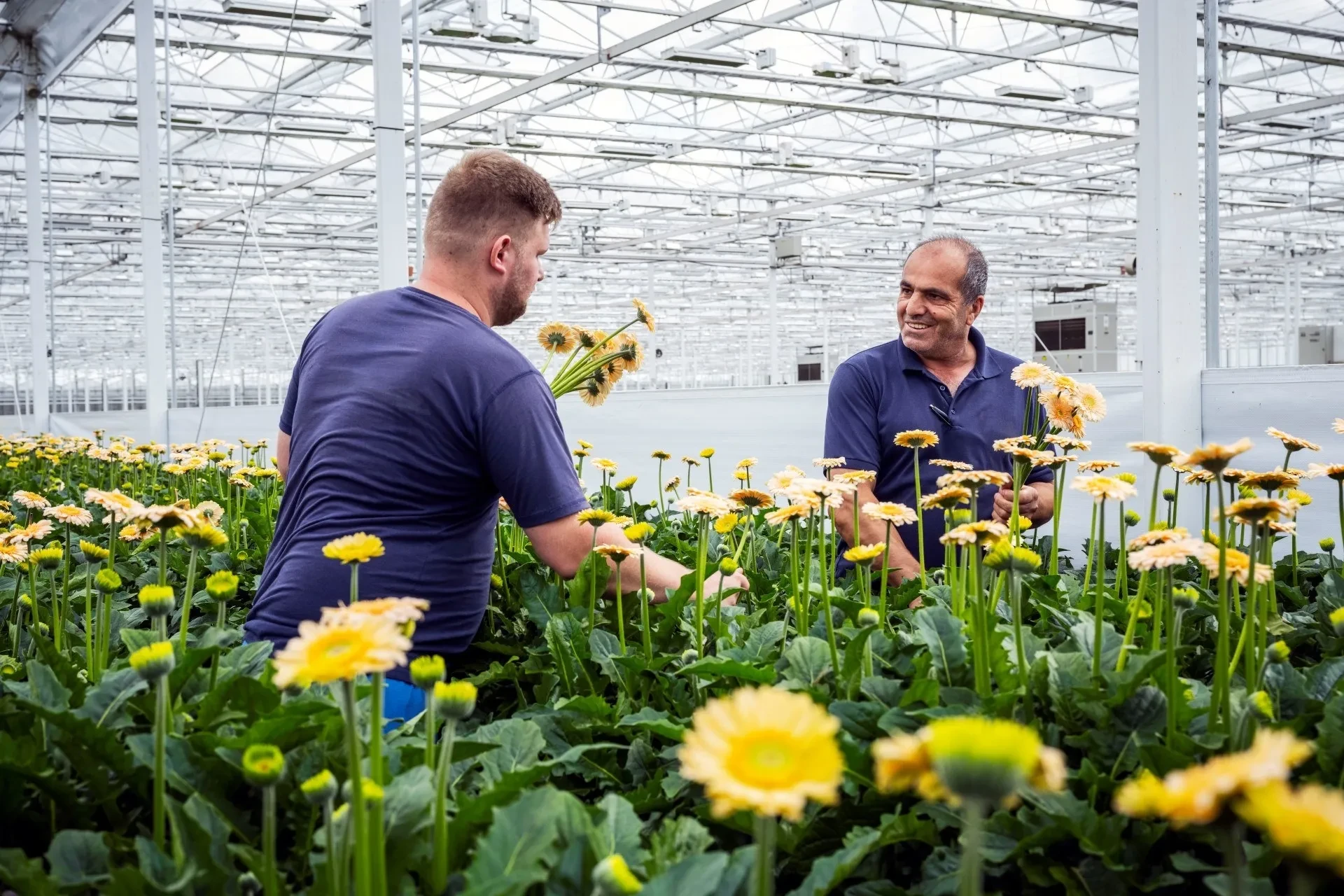 Royal Flora Holland growers in a greenhouse