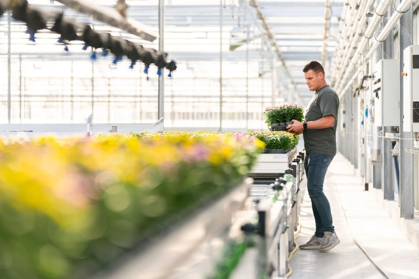 A Royal Flora Holland grower carrying a tray of flowers in a greenhouse